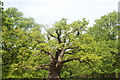 View of a tree in Richmond Park near Kingston Gate #3