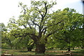 View of a tree in Richmond Park near Kingston Gate #4