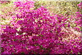TQ1971 : View of azaleas in the Isabella Plantation #19 by Robert Lamb