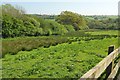 Rushy field, Gosworthy Farm