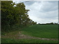 Crop field and hedgerow