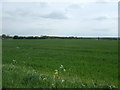 Crop field, Langenhoe