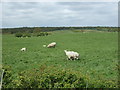 Sheep grazing, Fingrinhoe