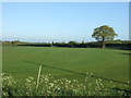 Grassland, St Osyth Heath