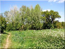 TG2707 : Circular walk on Whitlingham Marsh by Evelyn Simak