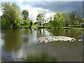 Pond in Idlicote