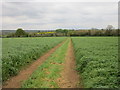 Bridleway to Wappenham