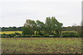 Willows on the bank of River Bain near Kirkby on Bain