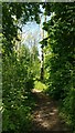 Path through the Wood Close Plantation