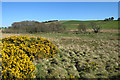 Scrubland near Beal Hill