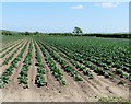 Field of Brassicas on Sandy Lane