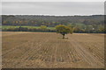 View to an isolated tree