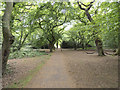 Forest path