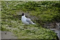 Mudeford Quay: Black headed gull 2