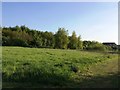 Blackburn Meadows Nature Reserve