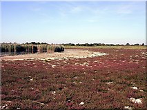 SZ8596 : Vegetated mud and reed bed at Ferry Pool, Pagham Harbour by Patrick Roper