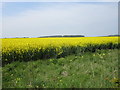 Field of oilseed rape