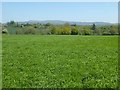 Farmland near Bleathwood Common