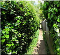 SO8104 : Leafy part of the Cotswold Way, Ryeford, Stonehouse by Jaggery