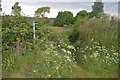 Footpath to Littleworth