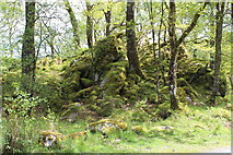 SH7257 : Moss covered rocks in Coed Bryn-engan by Richard Hoare