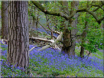 SO8689 : Bluebells in woodland north of Greensforge in Staffordshire by Roger  D Kidd
