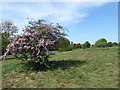 Conservation Area in Haynes Park