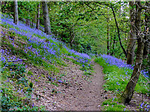 SO8689 : Woodland track north of Greensforge in Staffordshire by Roger  D Kidd