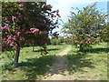 Path through the Conservation Area in Haynes Park