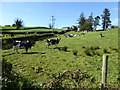 Herd of cows, Belnaclogh