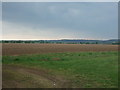 TL8099 : Field near Foulden Plantation by JThomas