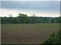 TL8299 : Young crop field south of Hilborough by JThomas