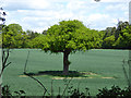 Tree in field