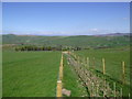 Newly planted hedgerow