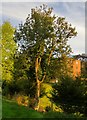 Box tree at Netheravon House