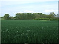 Crop field towards woodland near Little Ellingham