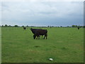 Cattle near High Elm Farm