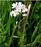 TG3103 : Lady's smock (Cardamine pratensis) - flower by Evelyn Simak