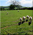 Inquisitive sheep, Llanfair Kilgeddin, Monmouthshire