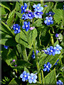 Green Alkanet by the canal at Compton, Wolverhampton