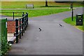 Pair of magpies crossing a footpath, Dartmouth Park, West Bromwich