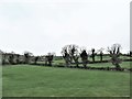 Polled trees in the boundary hedge of a field west of the A22