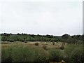 Wetland immediately south of the Drumhirk Road junction