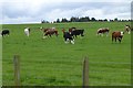 Cattle and sheep in pasture