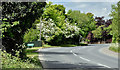 Spring blossom, Kiltonga, Newtownards (May 2017)