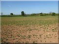 Farmland beside Haynall Lane