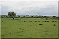 Fields near Oakley Farms