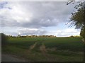 Field in Bardfield Saling