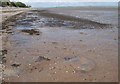 Stranded jellyfish