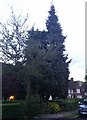 Trees on Gurney Drive, Hampstead Garden Suburb